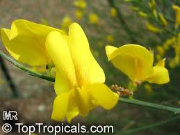 Image result for Aptosimum junceum