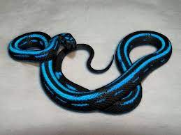 It S A Normal Uneventful Day Baby Snakes Corn Snake Cute Snake