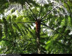 Image result for Cyathea capensis