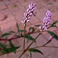 Image result for Persicaria hystricula