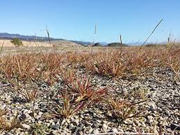 Image result for Sporobolus sanguineus