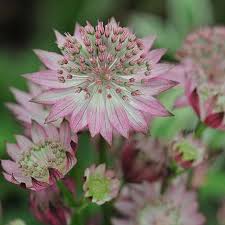 Image result for Astrantia major `Roma`