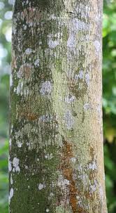 Image result for Pericopsis