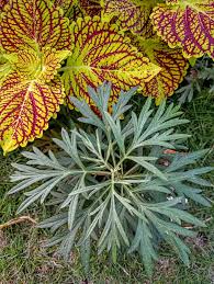 Image result for Senecio pachyrhizus