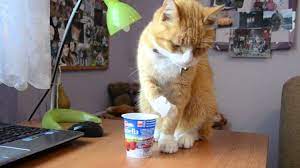 Can Cat Eat Yogurt Humor Kucing