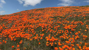 They will bloom again in: As California Poppy Fields Bloom Officials Search For Couple That Landed Helicopter On Reserve Abc News