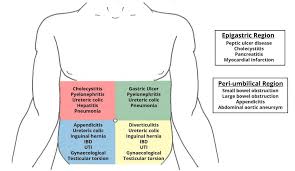 Abdominal pain, is the pain caused by organs in the abdominal cavity between the chest and groin. Pin On Anatomy And Physiology