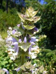Image result for Salvia sclarea