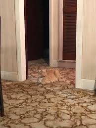 We did not find results for: My Cat Sits In The Doorway Every Night Guarding It Eyebleach