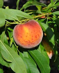 Though this timing depends on what type of. Cir1159 Mg374 Florida Peach And Nectarine Varieties