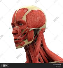 Human Face Anatomy Image Photo Free Trial Bigstock