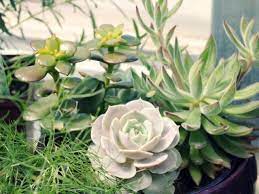 El suelo debe ser humedecido un poco antes de la siembra, pero los cortes no se debe regar durante al menos dos semanas. Como Hacer Que Las Suculentas Crezcan Mas Rapido Succulent Avenue Succulentavenue Suculentas Plantasd Suculentas Cactus Y Suculentas Cultivo De Suculentas