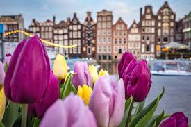 Tra qualche mese in olanda uno spettacolo unico nel suo genere. Tutto Quello Che Devi Sapere Sulla Fioritura Dei Tulipani In Olanda