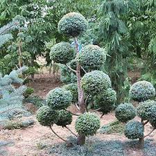 This evergreen is almost a pencil shaped tree, hence one of the common. Compare Prices For Agrobits Across All Amazon European Stores
