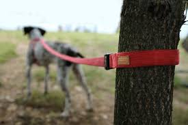 Check out our extra long dog leash selection for the very best in unique or custom, handmade pieces from our pet leashes shops. Charlie S Backyard Field Leash In Red Dog Co