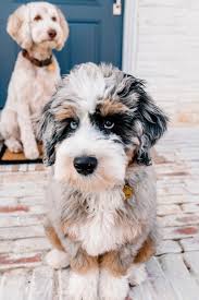 aussiedoodle doodle dog breeds cute dogs cute little dogs