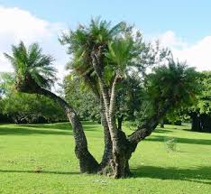 Image result for Cycas thouarsii
