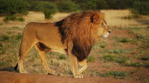 The inconvenient truth about lions | by Sellmagical | Medium