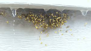 This content is restricted to site members. Chem Wise Ecological Pest Management 5050 Newport Dr Rolling Meadows Il Pest Control Mapquest