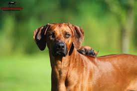 Its forebears can be traced to the ridged hunting and guarding dogs of the khoikhoi, which were crossed with european dogs by the early colonists of the cape colony of southern africa. Rhodesian Ridgeback Welpen Aus Serioser Fci Zucht Wurfplanung Rhodesian Ridgeback Welpen Anzeigen Rhodesianridgeback De