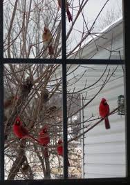 Birds Outside My Window Birds Outside My Window Some Say Cardinals Are Relatives Coming Back To See Us Cardinal Birds Birds Beautiful Birds