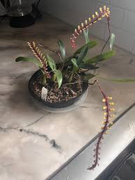Image result for Bulbophyllum falcatum