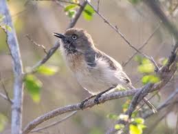 Image result for Newtonia