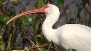 We did not find results for: Digiscoping Florida Birds Youtube