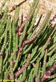 Image result for Sarcocornia