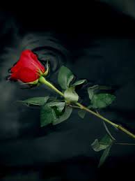 High definition wallpapers contains landscape,abstract wallpapers,nature wallpapers,desktop ,iphone and android wallpapers,wwe superstars, celebrity,sports and other beautiful cool wallpapers. Red Rose Wallpaper Wild Country Fine Arts