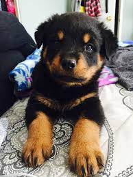 Find rottweiler puppies for sale with pictures from reputable rottweiler breeders. Pennysaver German Rottweiler Puppies 700 In Riverside California Usa