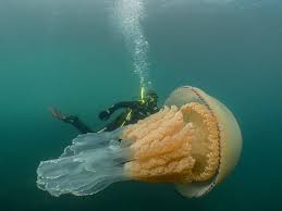 Giant Jellyfish As Big As Diver Appears Off Cornish Coast