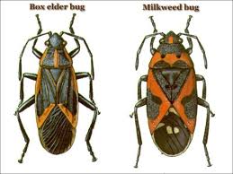 Box Elder Bug Page United Exterminating Company Cherry Hill Nj Box Elder Bugs Bugs Box Elder