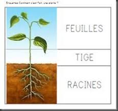 Projet Tous Au Jardin 1 2 3 Dans Ma Classe A Moi Jardinage Maternelle Jacques Et Le Haricot Magique Jardinons A L Ecole