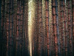 pine tree wallpapers group 72 pine tree wallpapers group 72