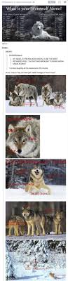 Moon Moon The Wolf Funny Animals Funny Cute Funny