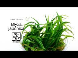 Image result for Blyxa hexandra