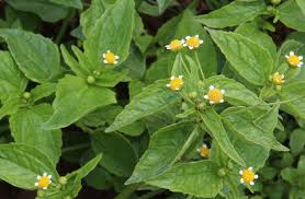 Image result for Galinsoga