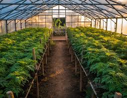 Image result for Polygala kalaboensis