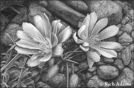 Black And White Pencil Drawings Of Flowers Rich Adams Fine Art Drawings Landscapes Bitterroot Flower Watercolor Flowers Paintings Landscape Pencil Drawings Pencil Drawings