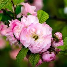 Image result for mandloň trojlaločná