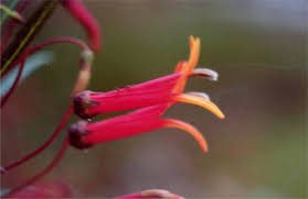 Image result for Scleria laxiflora