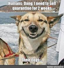 Meme Humans Dang I Need To Self Quarantine For 2 Weeks Their Dogs All Templates Meme Arsenal Com