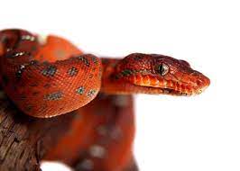 Baby Emerald Tree Boa Colorado Reptiles