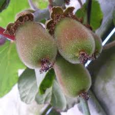Check spelling or type a new query. Buy Fruits Tree Seeds Online Rarexoticseeds