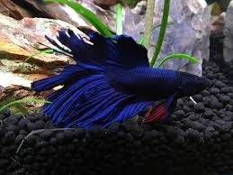 My Betta Has Been Frequently Tearing His Fins Recently And Developed Fin Rot I Can T Stop It What Do I Do Bettafish