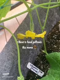 Image result for how to self pollinate cucumbers