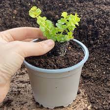 And that is the problem of how to recycle plastic plant pots. Recyclable Taupe Grey 10cm Plastic Plant Pots Pack Of 10 Brookside Nursery