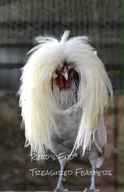 Bird With Fluffy Hair On Head Pin By Spring Pomroy On Tok Tok Beautiful Chickens Fancy Chickens Chickens