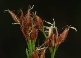 Image result for Rhynchospora rugosa